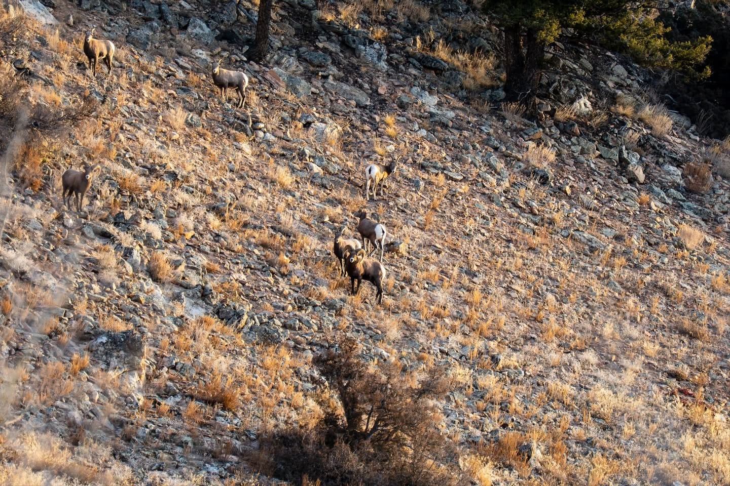 Bighorn sheep on a rocky hillside, an environmental detail of the landscape